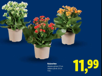 Kalanchoe 1 buc.