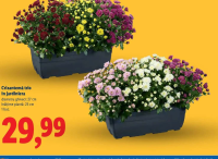 Lidl Crizantemă trio în jardiniera 1 buc.