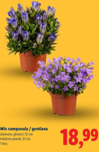 Mix campanula / gentiana 1 buc.