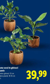 Plante verzi în ghiveci ceramic 1 buc.