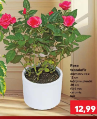Rosa trandafir diametru vas: 12 cm înălțime plantă: 20 cm fără vas ceramic