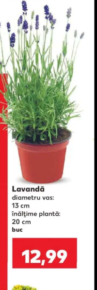 Lavandă diametru vas: 13 cm înălțime plantă: 20 cm