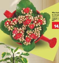 Mini kalanchoe în stropitoare diametru vas: 7 cm înălțime plantă: 10 cm