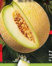 Pepene Galia calitatea I kg