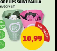 MORE LIPS SAINT PAULIA ghiveci 9 cm