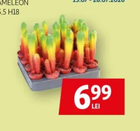 Cactus Rainbow Cameleon D5.5 H18