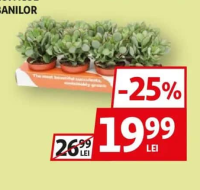 Crasulla Copacul Banilor