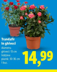 Trandafir în ghiveci diametru ghiveci: 13 cm înălțime plantă: 30-36 cm 1 buc.