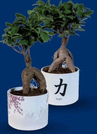 Kraft Bonsai, Ficus Ginseng, ghiveci ceramic 12 cm