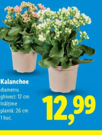 Kalanchoe diametru ghiveci: 12 cm înălțime plantă: 26 cm 1 buc.