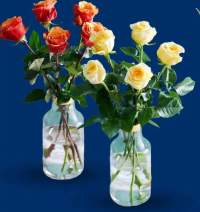 Buchet randafiri maxi 5 fire înălțime plantă: 50-60 cm 1 buc.