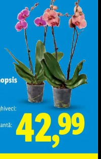 Phalaenopsis cu 2 tije florale diametru ghiveci: 12 cm înălțime plantă: 60 cm 1 buc.