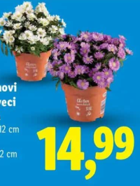 Aster novi în ghiveci diametru ghiveci: 12 cm înălțime plantă: 22 cm 1 buc.