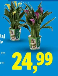 Calla în ambalaj decorativ diametru ghiveci: 12 cm înălțime plantă: 42 cm 1 buc.
