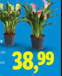 Calla Mix diametru ghiveci: 15 cm înălțime plantă: 50 cm 1 buc.