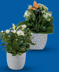 Plante decorative în ghiveci ceramic 11 cm