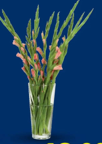 Buchet gladiole 5 fire înălțime plantă: 90 cm 1 buc.