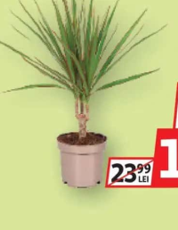 Dracaena marginata 12cm
