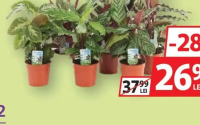 Calathea mix Planta care se roagă 12cm