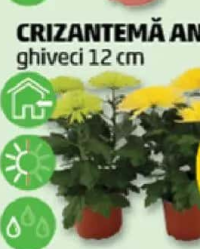 Crizantemă Anastasia ghiveci 12 cm