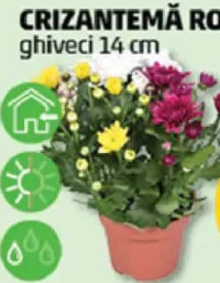Crizantemă Rock&Roll ghiveci 14 cm