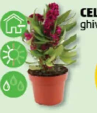 Celosia Twisted ghiveci 14 cm
