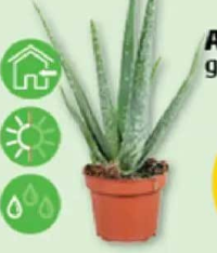 Aloe vera ghiveci 12 cm