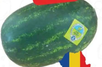 Pepene verde România per kg