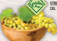 Grădina Mega Struguri albi fără sâmburi cal. I import