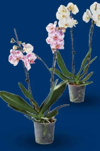 Phalaenopsis cu 2 tije florale 1buc