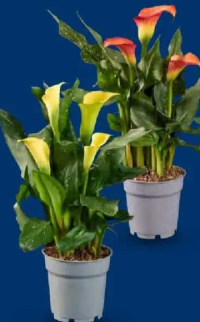 Calla 1buc