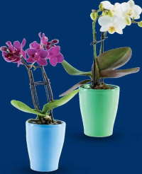 Orhidee mini în ghiveci ceramic, diametru ghiveci 6 cm, înălțime plantă 22 cm, 1 buc