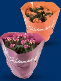 Kalanchoe în ambalaj decorativ, diametru ghiveci 19 cm, înălțime plantă 28 cm, 1 buc
