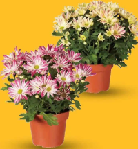 Elle Fleur Crizantemă, ghiveci 14 cm, înălțime plantă 30 cm, 1 buc