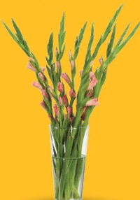 Lidl Buchet gladiole 5 fire, înălțime plantă 90 cm, 1 buc.