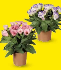 Eustoma 1buc