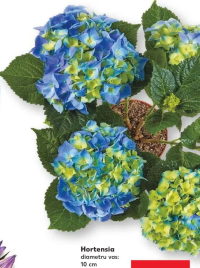 Hortensia diametru vas 10 cm înălțime plantă 20 cm