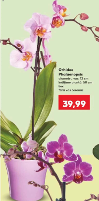 Orhidee Phalaenopsis cascada 1buc