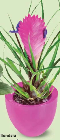 Tillandsia, vas ceramic 9 cm, înălțime plantă 25 cm