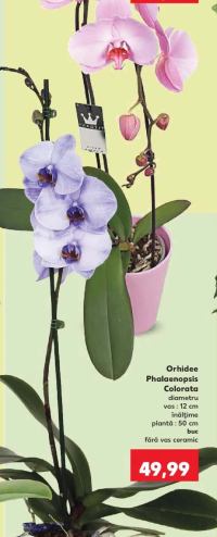 Orhidee Phalaenopsis Colorata 1buc