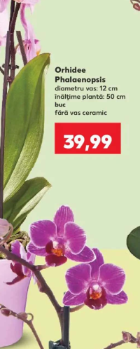 Orhidee Phalaenopsis 1buc