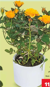 Rosa trandafir, ghiveci 10.5 cm, înălțime plantă 18 cm, fără vas ceramic