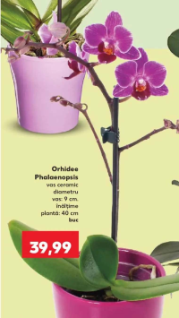 Orhidee Phalaenopsis vas ceramic 9cm 1buc