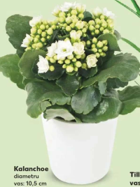 Kalanchoe, ghiveci 10.5 cm, înălțime plantă 16 cm, fără vas ceramic