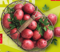 Cartofi roșii calitatea I plasă 5kg