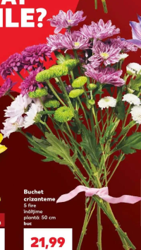 Buchet crizanteme 5 fire înălțime plantă: 50 cm buc