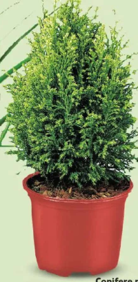 Conifere mix, ghiveci 9 cm, înălțime plantă 15-20 cm