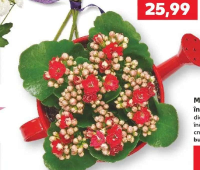 Mini kalanchoe în stropitoare diametru vas 7 cm înălțime plantă 10 cm