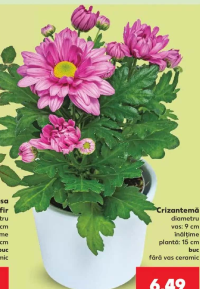 Crizantemă, ghiveci 9 cm, înălțime plantă 15 cm, fără vas ceramic