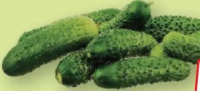Castraveți cornichon